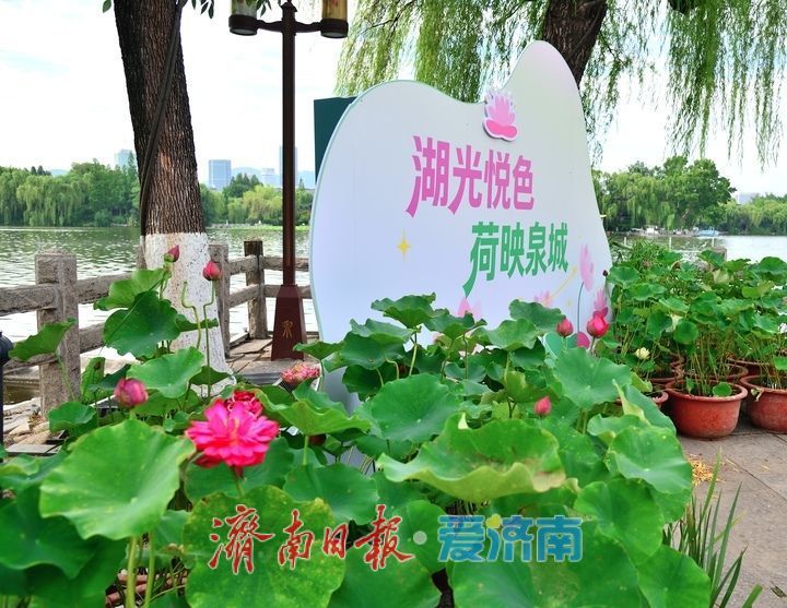 湖光悦色·荷映泉城!济南市第40届荷花艺术节7月3日灿烂启幕