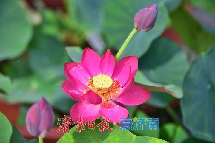 湖光悦色·荷映泉城!济南市第40届荷花艺术节7月3日灿烂启幕