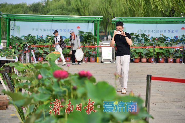 湖光悦色·荷映泉城!济南市第40届荷花艺术节7月3日灿烂启幕