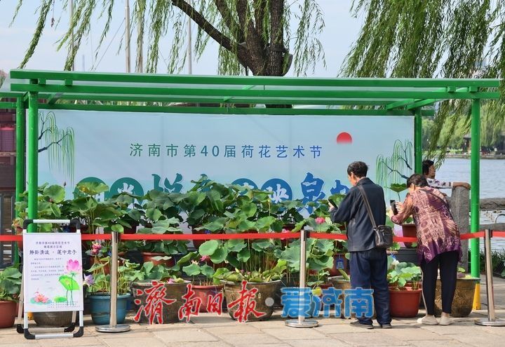 湖光悦色·荷映泉城!济南市第40届荷花艺术节7月3日灿烂启幕