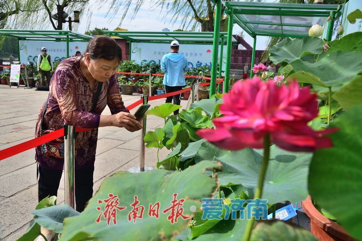 湖光悦色·荷映泉城!济南市第40届荷花艺术节7月3日灿烂启幕