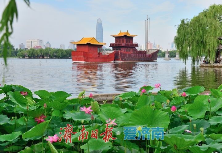 湖光悦色·荷映泉城!济南市第40届荷花艺术节7月3日灿烂启幕