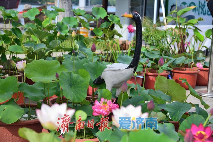 湖光悦色·荷映泉城!济南市第40届荷花艺术节7月3日灿烂启幕