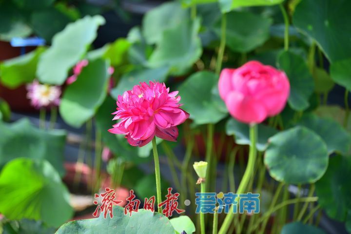 湖光悦色·荷映泉城!济南市第40届荷花艺术节7月3日灿烂启幕