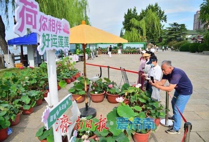湖光悦色·荷映泉城!济南市第40届荷花艺术节7月3日灿烂启幕