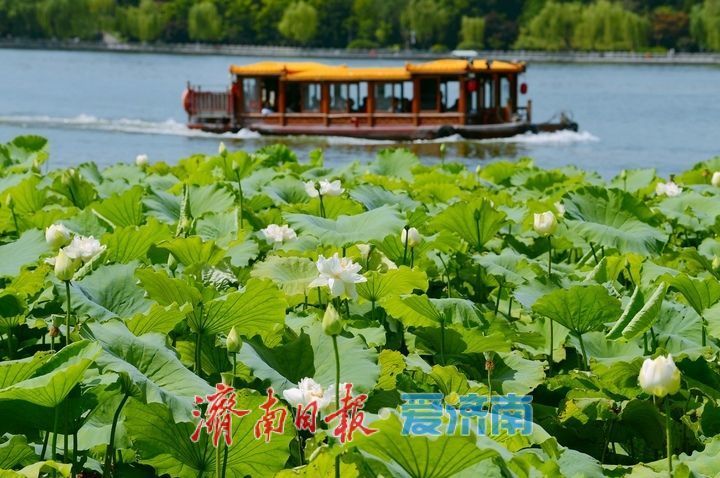 湖光悦色·荷映泉城!济南市第40届荷花艺术节7月3日灿烂启幕
