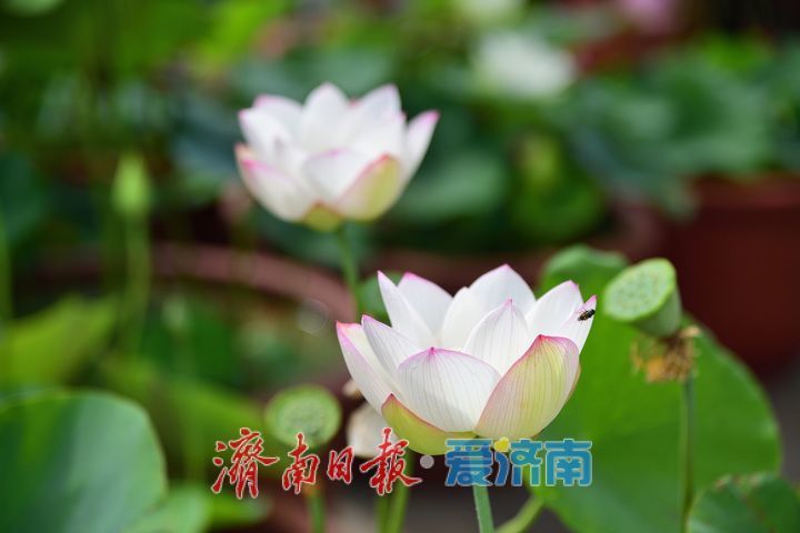 湖光悦色·荷映泉城!济南市第40届荷花艺术节7月3日灿烂启幕