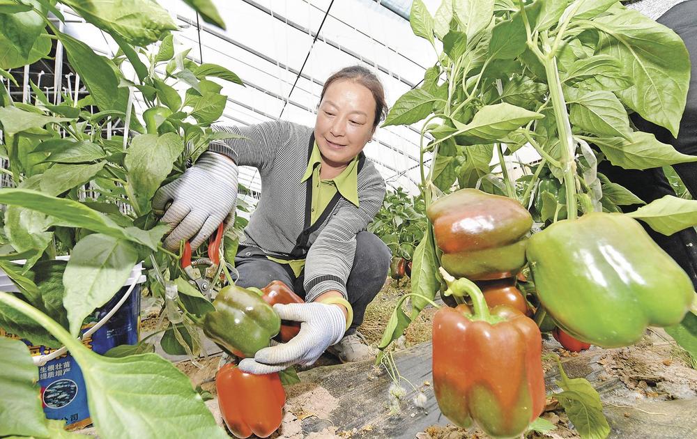 青海彩椒出口俄罗斯。本报记者 魏雅琪 摄