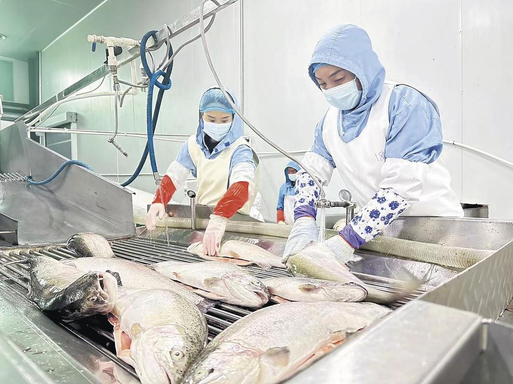 龙洋知鲜(青海)股份有限公司工作人员处理冷水鱼。本报记者 吴占云 摄