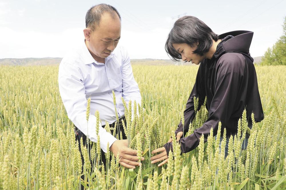 农技人员与种植户观察膜侧条播小麦长势。