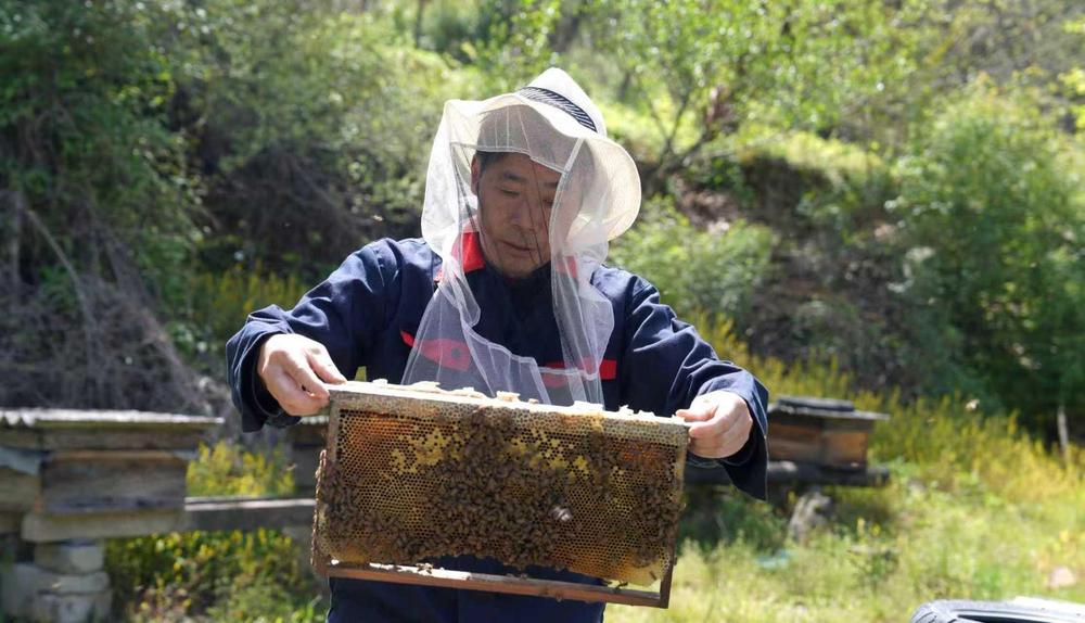戚文才在养殖中蜂。(资料照片)