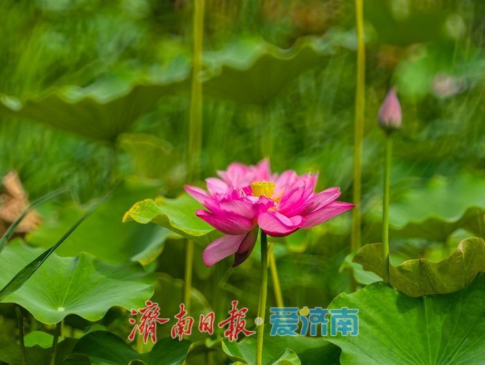 一年四季 泉在济南丨绿荷犹在粉艳如初,济南CBD藏着一整个初秋的温柔