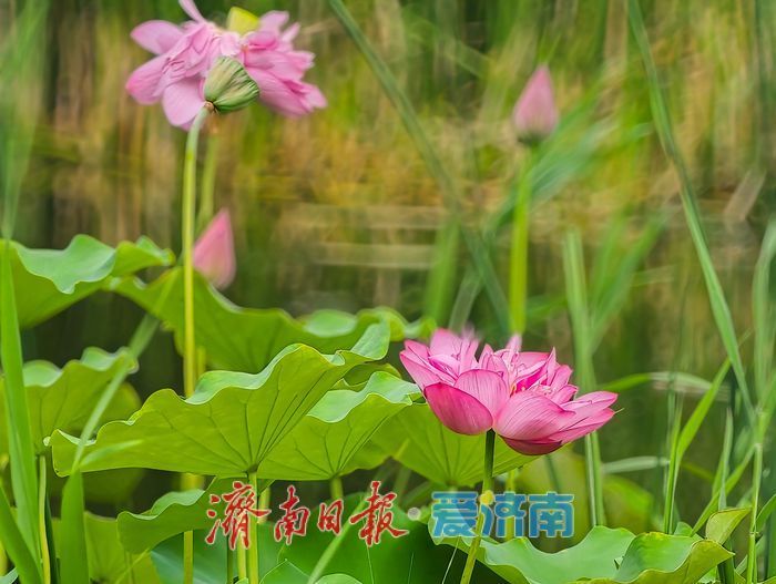 一年四季 泉在济南丨绿荷犹在粉艳如初,济南CBD藏着一整个初秋的温柔