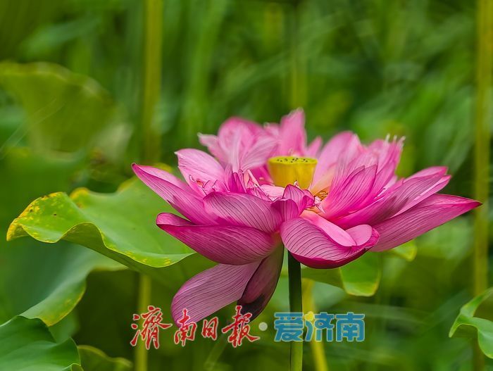 一年四季 泉在济南丨绿荷犹在粉艳如初,济南CBD藏着一整个初秋的温柔
