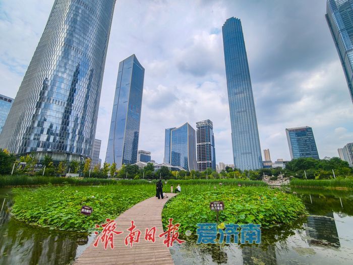 一年四季 泉在济南丨绿荷犹在粉艳如初,济南CBD藏着一整个初秋的温柔