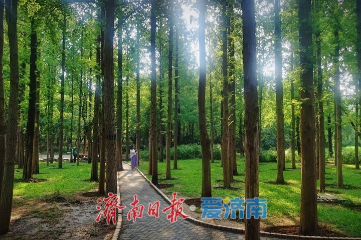 一年四季 泉在济南丨邂逅初秋!泉城公园水杉林氛围感拉满