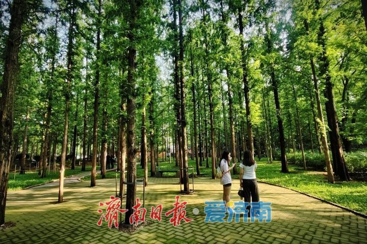 一年四季 泉在济南丨邂逅初秋!泉城公园水杉林氛围感拉满