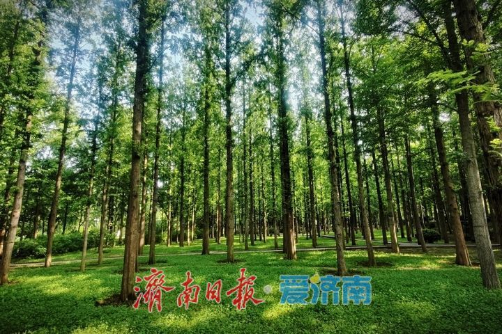 一年四季 泉在济南丨邂逅初秋!泉城公园水杉林氛围感拉满