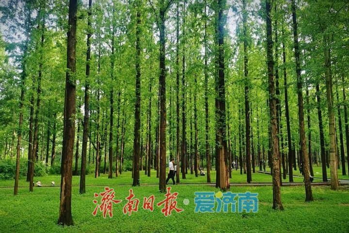 一年四季 泉在济南丨邂逅初秋!泉城公园水杉林氛围感拉满