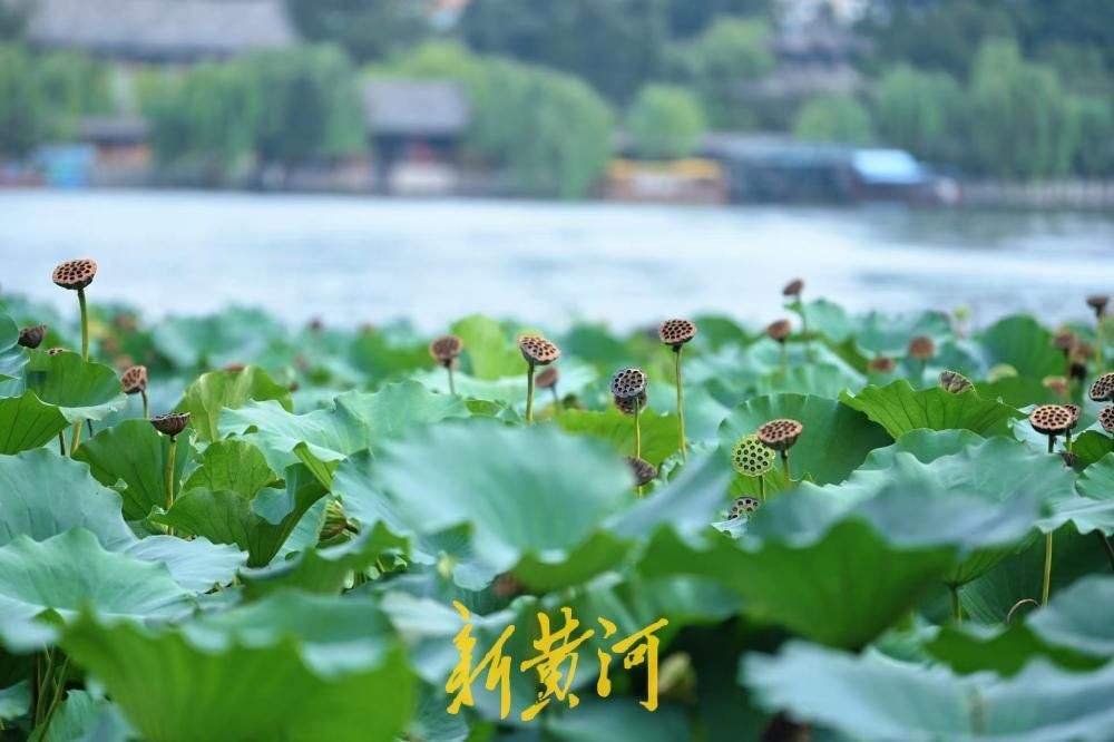 一键入秋!大明湖藕香榭荷塘,繁花落尽莲蓬立