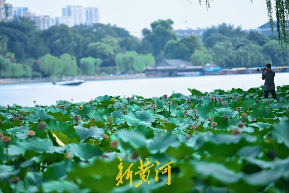 一键入秋!大明湖藕香榭荷塘,繁花落尽莲蓬立