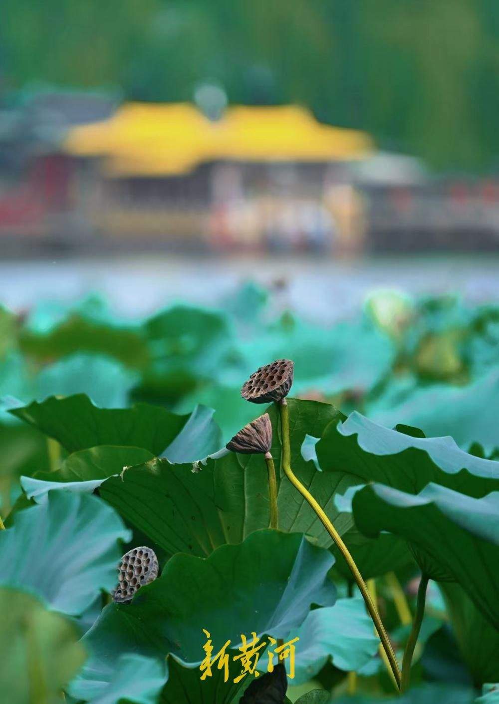 一键入秋!大明湖藕香榭荷塘,繁花落尽莲蓬立