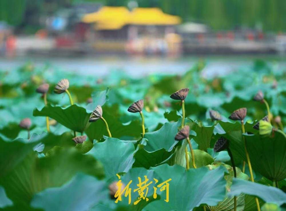 一键入秋!大明湖藕香榭荷塘,繁花落尽莲蓬立